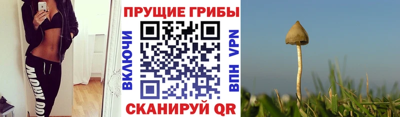 продажа наркотиков  Рязань  мега рабочий сайт  Галлюциногенные грибы Psilocybine cubensis 